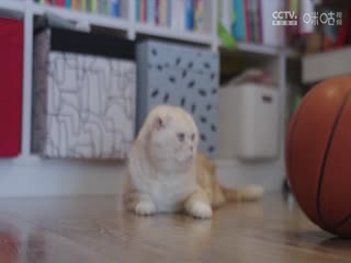 一级A片合欢视频